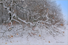 <p>Šluknovsko - Království</p>